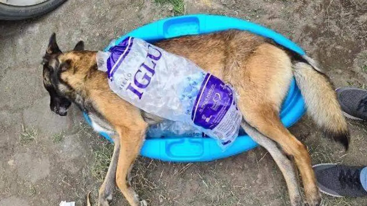 perro asesinado